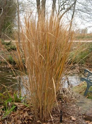 NORTHWIND SWITCH GRASS 2 NORTHWIND SWITCH GRASS - Image 2