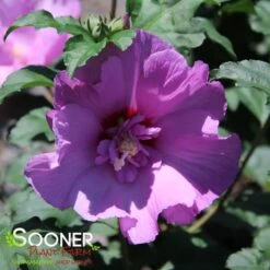 TAHITI™ ALTHEA -My Verdora Sales Store DETA2 2911