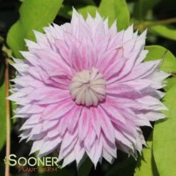 JOSEPHINE™ CLEMATIS -My Verdora Sales Store DETA2 3028