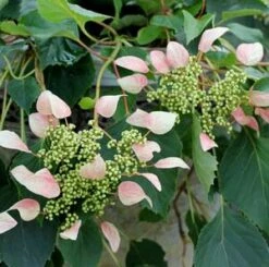 ROSE SENSATION™ CLIMBING HYDRANGEA