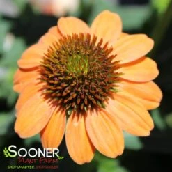 SOMBRERO® HOT CORAL CONEFLOWER