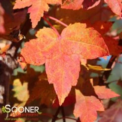 My Verdora Sales Store -My Verdora Sales Store DETA2 3206