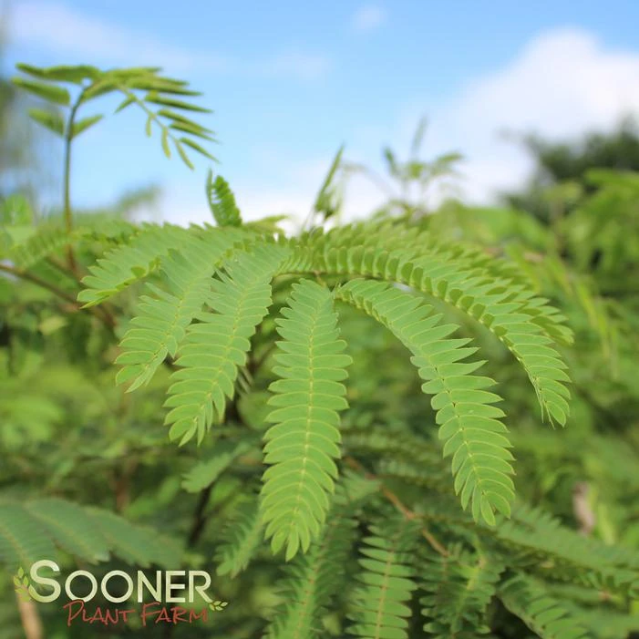 COLD HARDY MIMOSA 2 COLD HARDY MIMOSA - Image 2