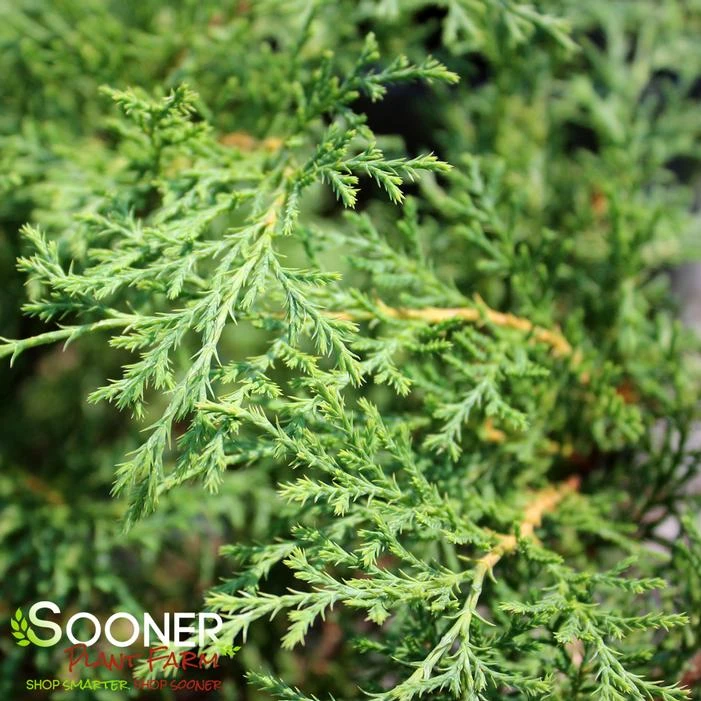 CELTIC PRIDE® SIBERIAN CYPRESS 2 CELTIC PRIDE® SIBERIAN CYPRESS - Image 2