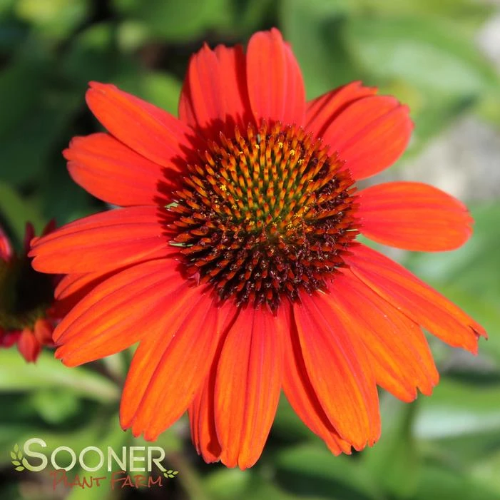 KISMET® INTENSE ORANGE CONEFLOWER 1 KISMET® INTENSE ORANGE CONEFLOWER