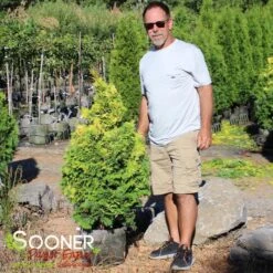 RAY OF LIGHT™ FALSE CYPRESS -My Verdora Sales Store DETA2 3618