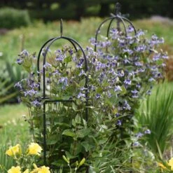 STAND BY ME BUSH CLEMATIS -My Verdora Sales Store DETA2 3631