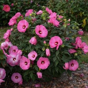 SUMMERIFIC® CANDY CRUSH HARDY HIBISCUS 1 SUMMERIFIC® CANDY CRUSH HARDY HIBISCUS