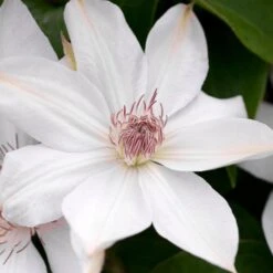 HENRYI CLEMATIS -My Verdora Sales Store DETA2 4374