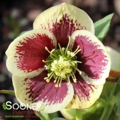 HONEYMOON® RIO CARNIVAL LENTEN ROSE -My Verdora Sales Store DETA2 4605