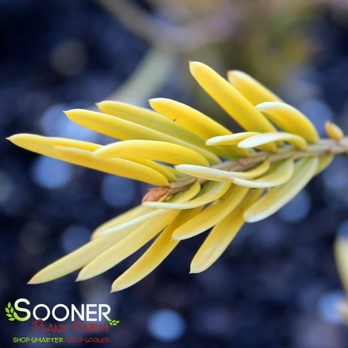 GOLDEN DRAGON PLUM YEW 1 GOLDEN DRAGON PLUM YEW