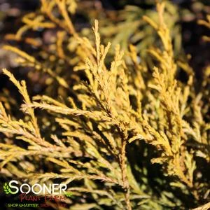 LEMON THREAD FALSE CYPRESS 1 LEMON THREAD FALSE CYPRESS