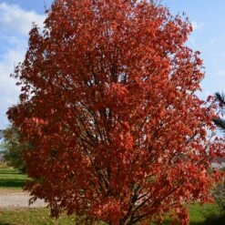 LAVABURST® OHIO BUCKEYE -My Verdora Sales Store DETA2 4788
