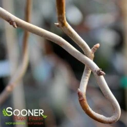 ZYDECO TWIST BLACKGUM 6 ZYDECO TWIST BLACKGUM -My Verdora Sales Store DETA2 4799