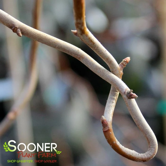 ZYDECO TWIST BLACKGUM 3 ZYDECO TWIST BLACKGUM - Image 3