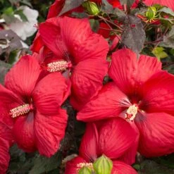 HEAD OVER HEELS® DESIRE™ HARDY HIBISCUS