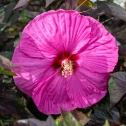 HEAD OVER HEELS® PASSION™ HARDY HIBISCUS 5 HEAD OVER HEELS® PASSION™ HARDY HIBISCUS -My Verdora Sales Store DETA2 5136