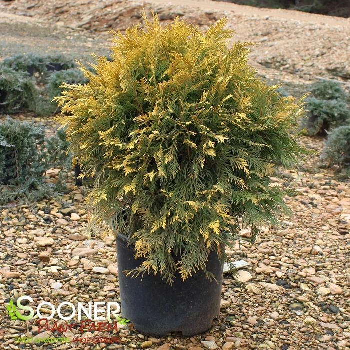 GOLDEN GLOBE ARBORVITAE 1 GOLDEN GLOBE ARBORVITAE