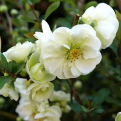 DOUBLE TAKE® ETERNAL WHITE QUINCE -My Verdora Sales Store DETA2 5266