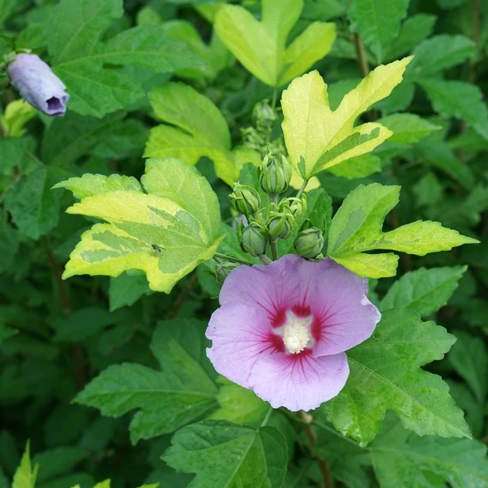 PARAPLU ADORNED™ ALTHEA 2 PARAPLU ADORNED™ ALTHEA - Image 2