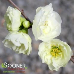 My Verdora Sales Store -My Verdora Sales Store DETA2 5272