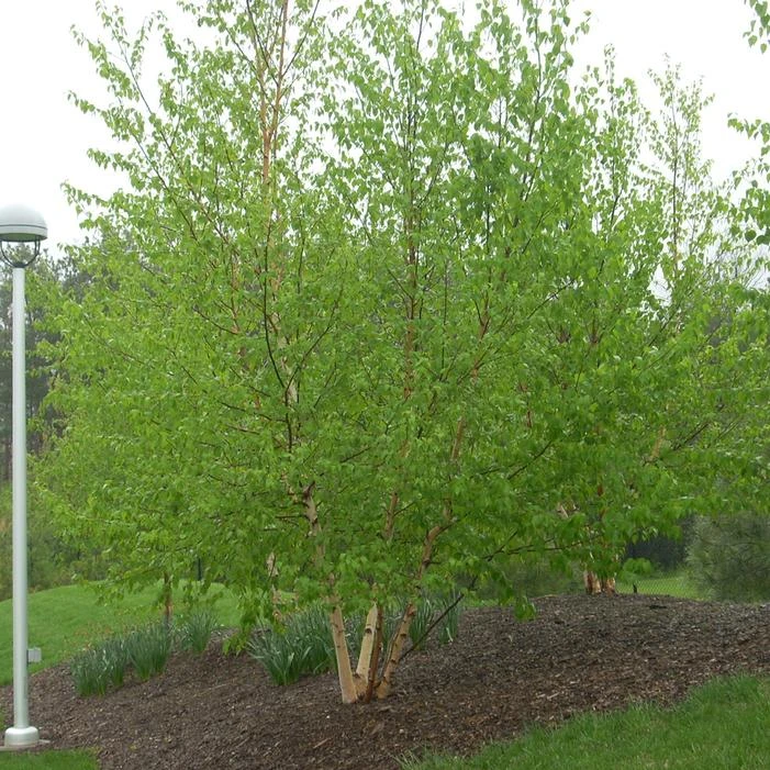 AVALANCHE™ BIRCH 1 AVALANCHE™ BIRCH