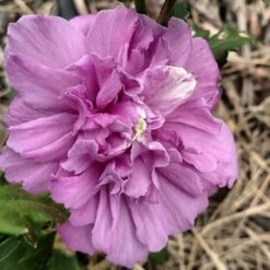 FRENCH CABARET™ PURPLE ALTHEA -My Verdora Sales Store DETA2 5352