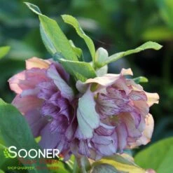 WEDDING PARTY® MAID OF HONOR LENTEN ROSE 5 WEDDING PARTY® MAID OF HONOR LENTEN ROSE -My Verdora Sales Store DETA2 5405