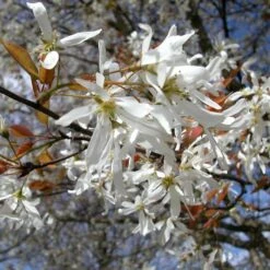 SPRING FLURRY® SERVICEBERRY -My Verdora Sales Store DETA2 5469