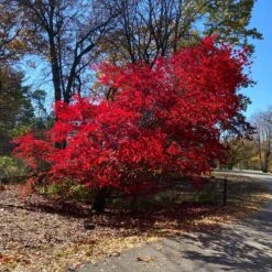 MORNING STARBURST™ VINE MAPLE -My Verdora Sales Store DETA2 5478