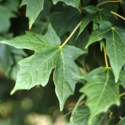 LEGACY® SUGAR MAPLE -My Verdora Sales Store DETA2 5479