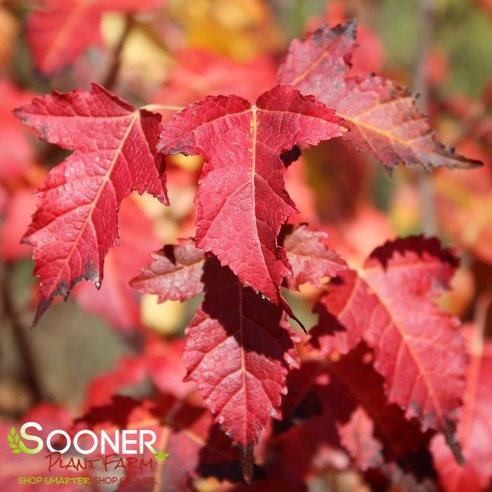 FLAME AMUR MAPLE 2 FLAME AMUR MAPLE - Image 2