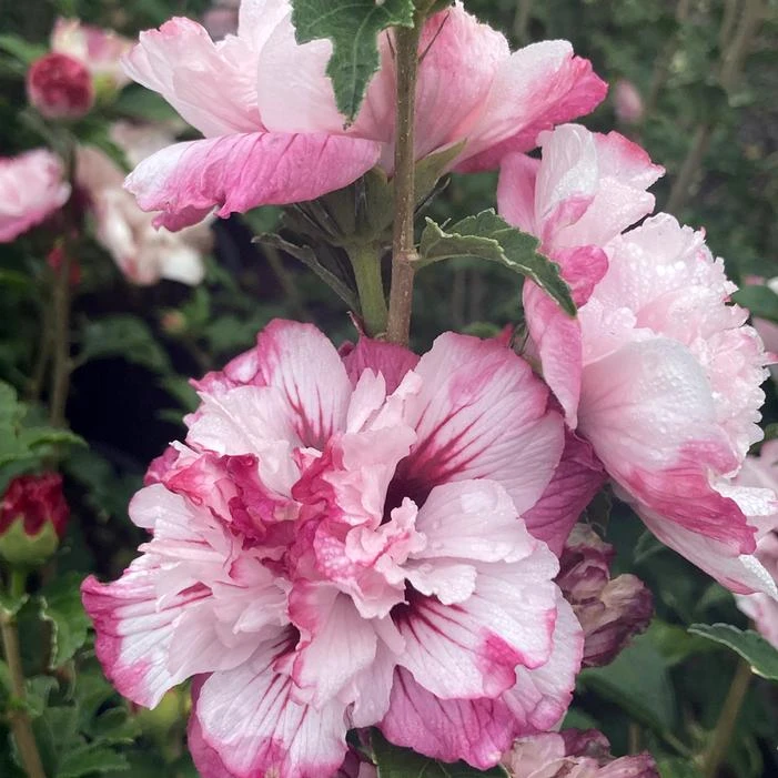 DANICA ALTHEA 2 DANICA ALTHEA - Image 2