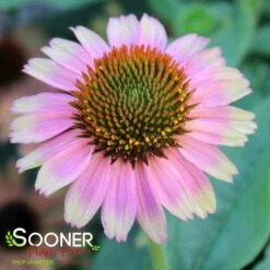 KISMET® PINK LEMONADE CONEFLOWER 5 KISMET® PINK LEMONADE CONEFLOWER -My Verdora Sales Store DETA2 5592