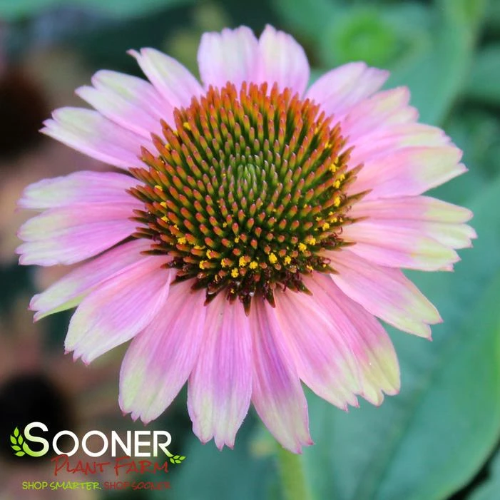 KISMET® PINK LEMONADE CONEFLOWER 3 KISMET® PINK LEMONADE CONEFLOWER - Image 3