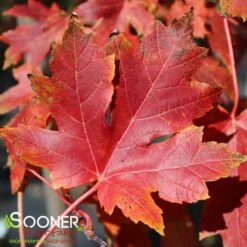 My Verdora Sales Store -My Verdora Sales Store DETA2 57