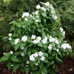 ILLUMINATI SPICE™ MOCKORANGE -My Verdora Sales Store DETA2 5740