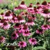 DARK SHADOWS™ WICKED CONEFLOWER