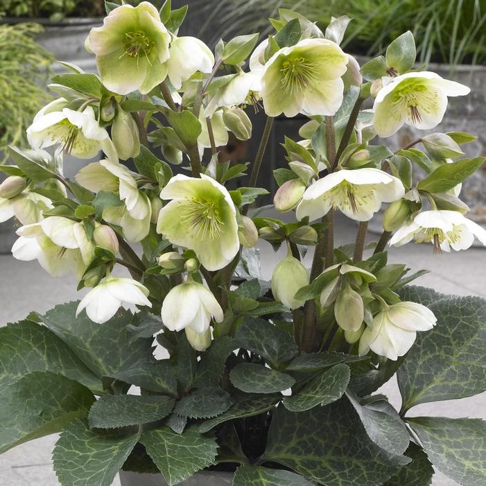 FROSTKISS® MOLLY'S WHITE LENTEN ROSE 1 FROSTKISS® MOLLY'S WHITE LENTEN ROSE