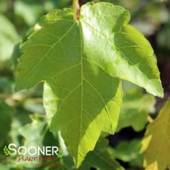 My Verdora Sales Store -My Verdora Sales Store DETA2 59