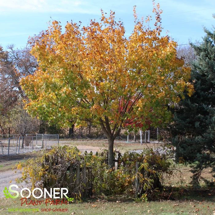 SHANTUNG MAPLE 1 SHANTUNG MAPLE