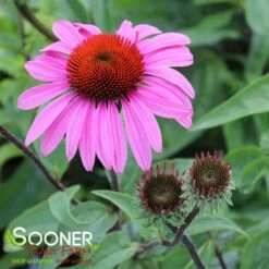MERLOT CONEFLOWER -My Verdora Sales Store DETA2 735