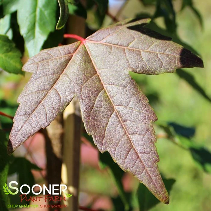 TRIDENT MAPLE 3 TRIDENT MAPLE - Image 3
