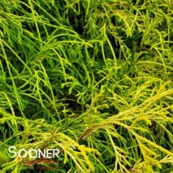 KING'S GOLD FALSE CYPRESS 5 KING'S GOLD FALSE CYPRESS -My Verdora Sales Store DETA3 1092