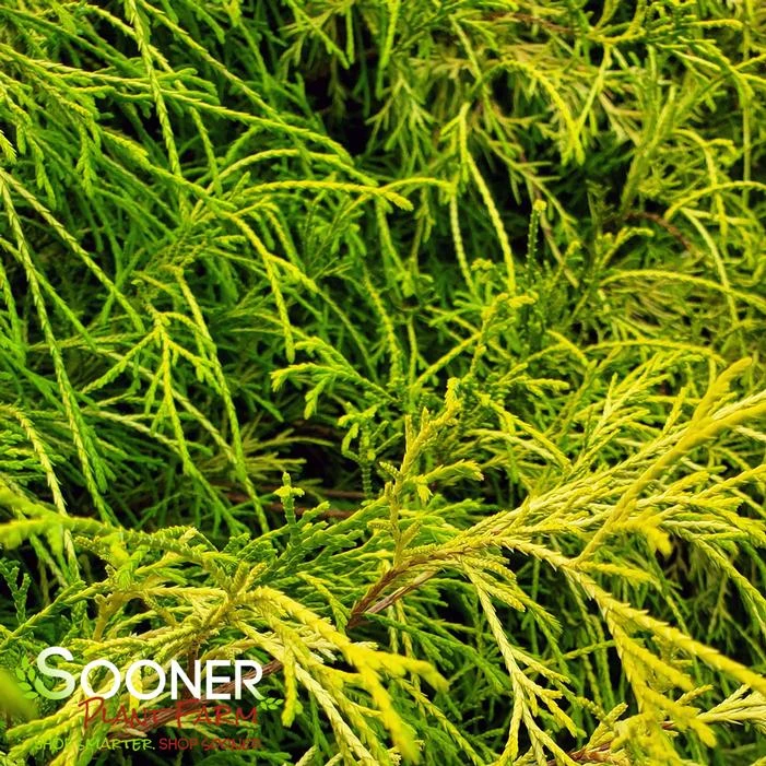 KING'S GOLD FALSE CYPRESS 3 KING'S GOLD FALSE CYPRESS - Image 3