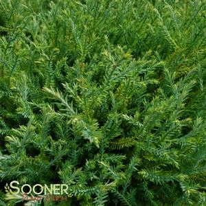 MR. BOWLING BALL ARBORVITAE 2 MR. BOWLING BALL ARBORVITAE - Image 2