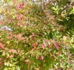 BLACKGUM -My Verdora Sales Store DETA3 12