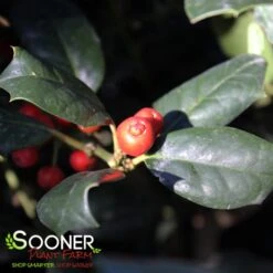 NELLIE R. STEVENS HOLLY 5 NELLIE R. STEVENS HOLLY -My Verdora Sales Store DETA3 1213