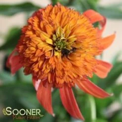 HOT PAPAYA CONEFLOWER 13 HOT PAPAYA CONEFLOWER -My Verdora Sales Store DETA3 1525