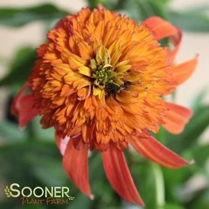 HOT PAPAYA CONEFLOWER 7 HOT PAPAYA CONEFLOWER - Image 7